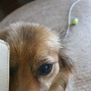 Meet your Posher, Jodie